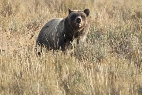 Trail Walker Attacked by Wild Animal in Wilderness Area Flown to Hospital