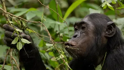 Apes Consuming the Equivalent of a Beer Daily from Ripe Fruits, Study Shows