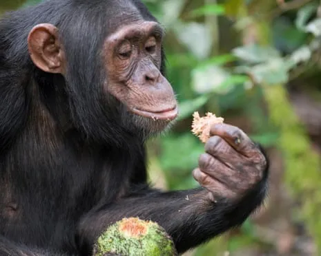 Apes Consume Everyday Alcohol Equivalent to a Pint from Fermented Figs