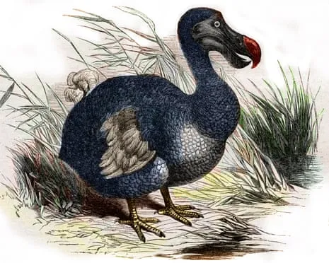 Researchers Assert They Have Achieved a ‘Major Breakthrough’ in Bringing Back the Dodo for the First Time in 300 Years